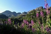 17 Parata di  fiori di camenerio (epilobium angustifolium) con vista vista su Madonnino e Cabianca